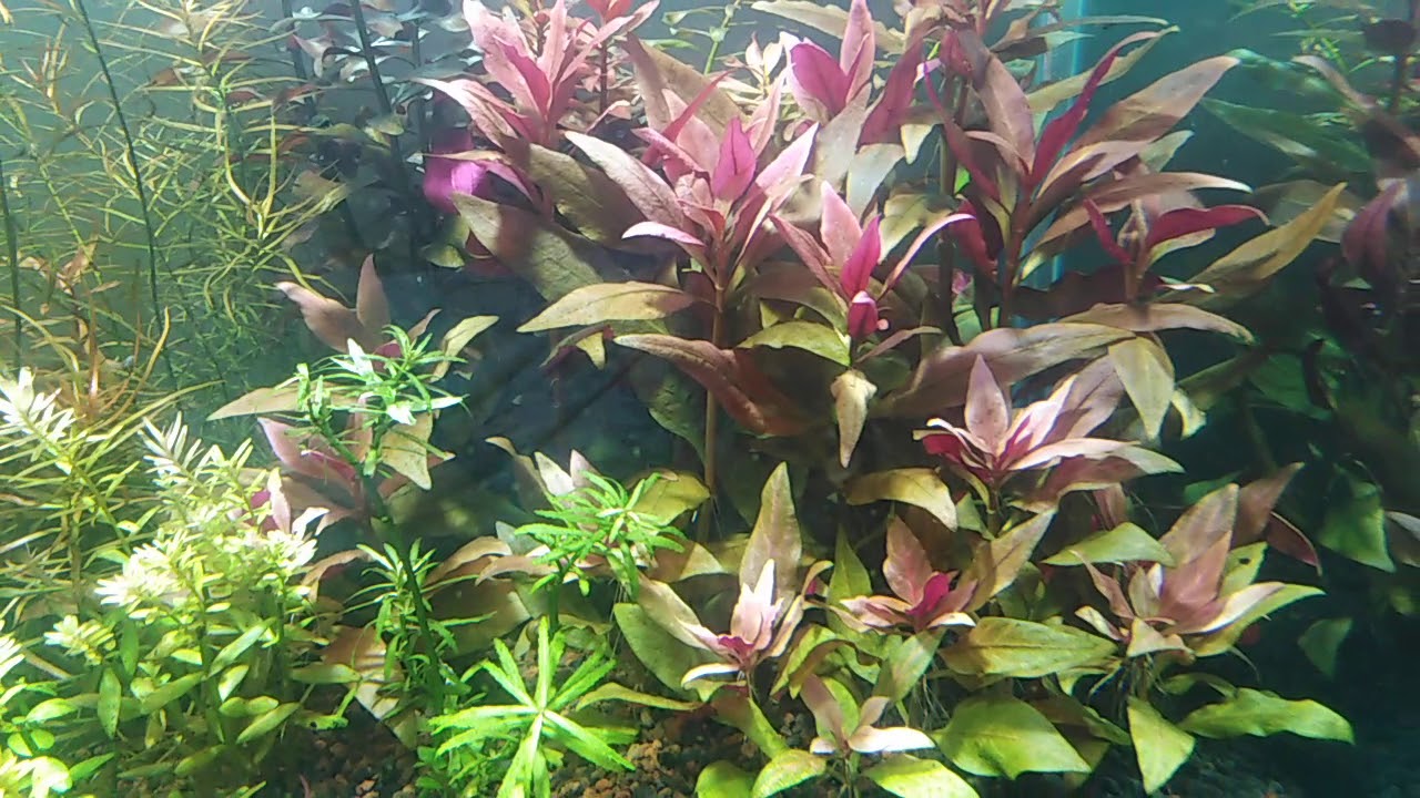 La grava volcanica  es ideal para plantados? para los que se inician en el hobby.. 🌱