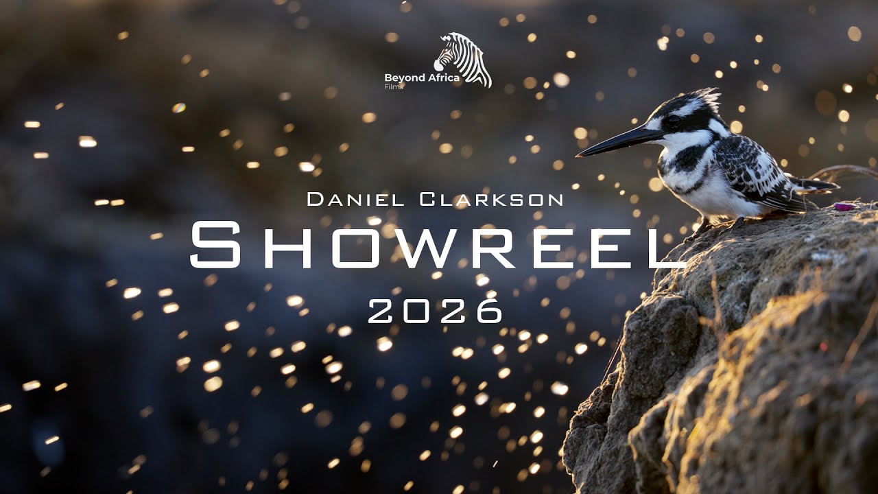 WILDLIFE CINEMATOGRAPHY SHOWREEL | 2026