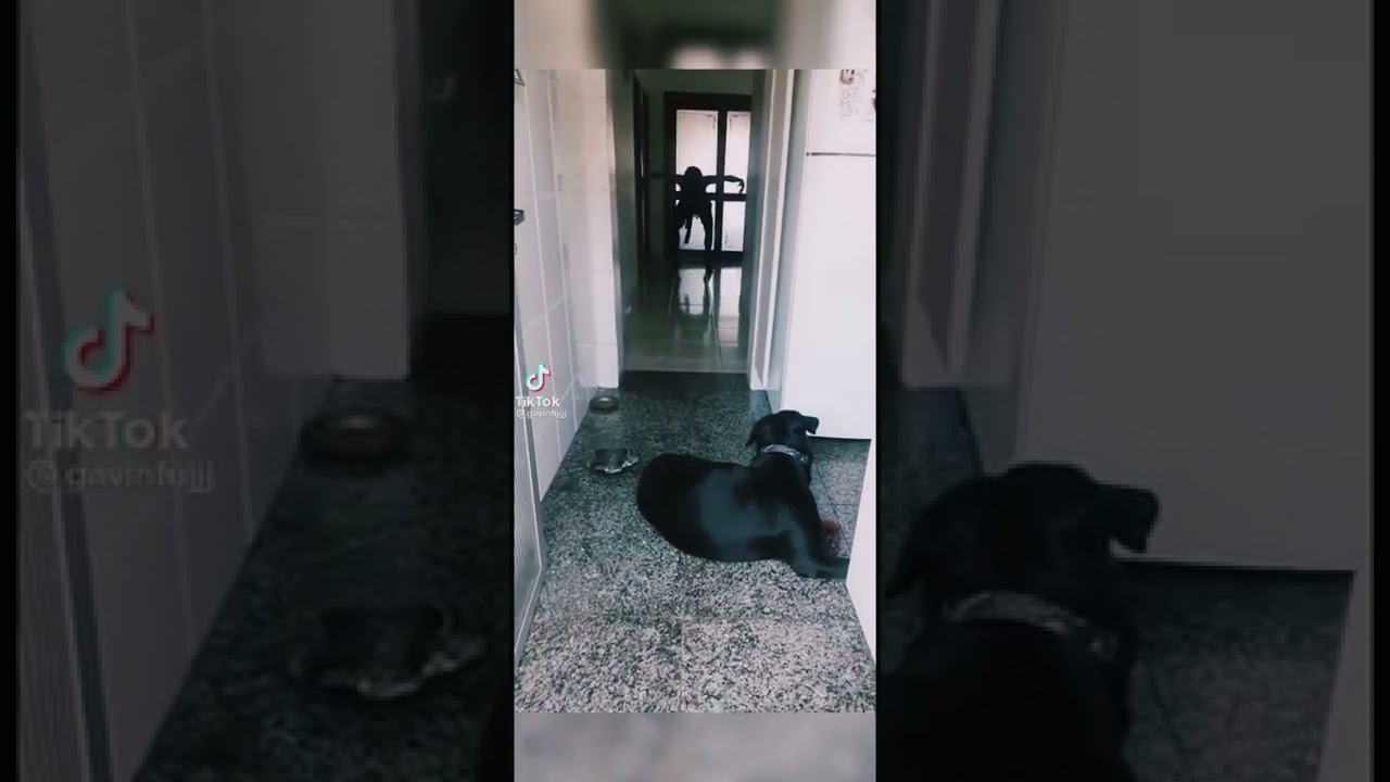 Ghost prank on my dog to see his reaction(it ran like no body's business)🤣🤣🤣🤣🤣