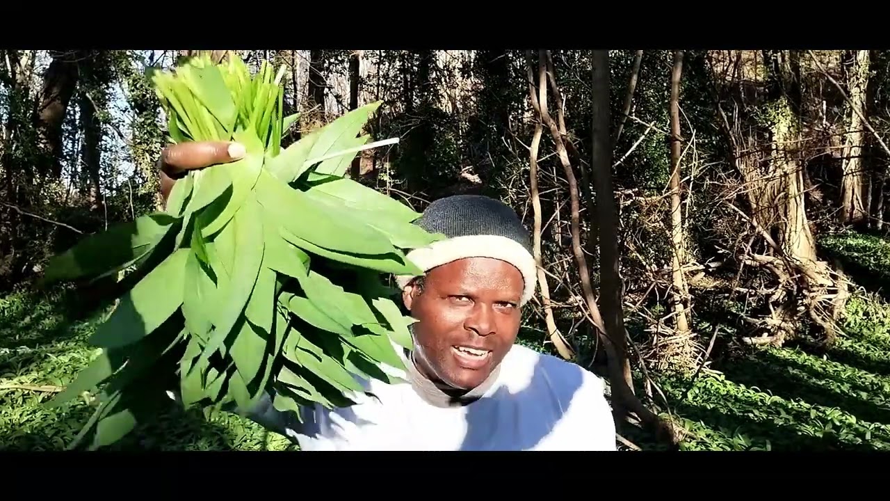 Foraging for Wild Garlic in New Battle Scotland [Part 2] | Foraging Vlog