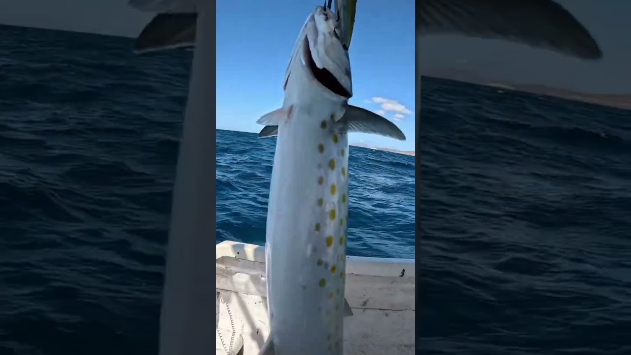 Pescando en la bahía de La Paz BCS México #fypviralシ #pescadeportiva #lapazbcsur #BCS #fishing