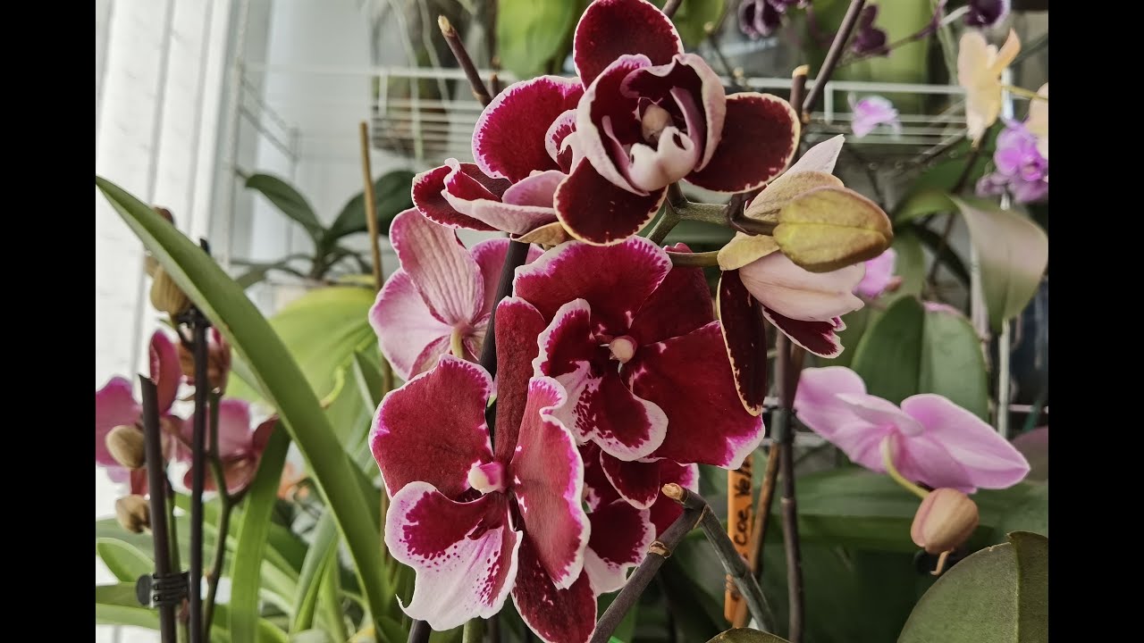 ТУЛОН СТРЕСС - ЭТО НЕ О НЁМ ШИКАРЕН / БИГ ЛИП РАСПУСКАЕТ ВСЁ / КОРНИ С ПАЛЕЦ НАРОСЛИ / ЧАРМЕР СПАСЁН