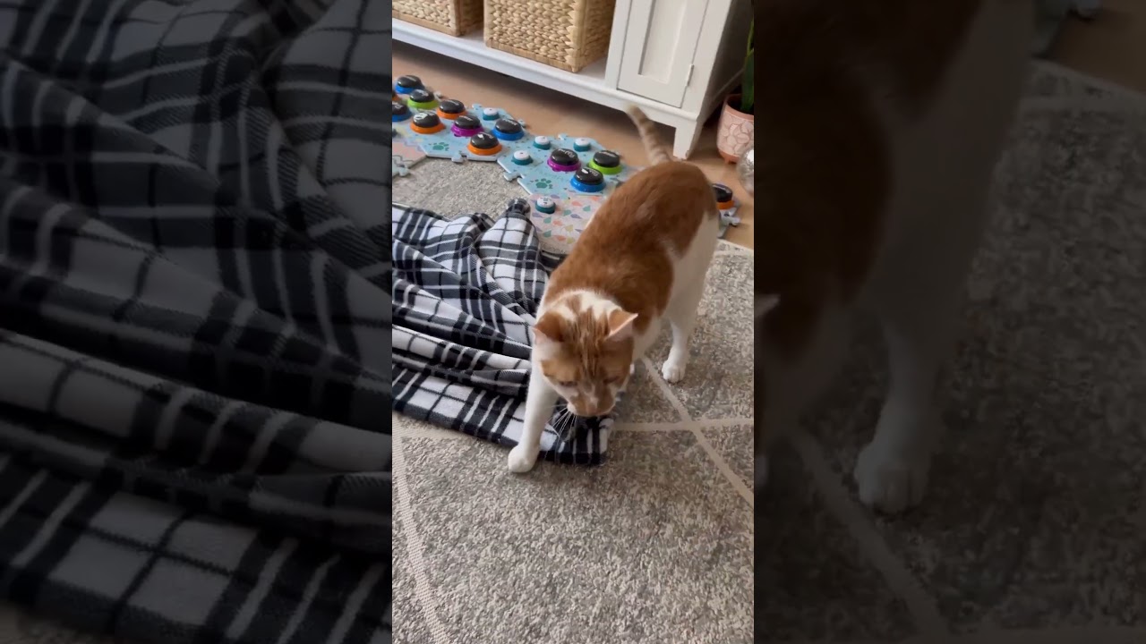 Cat Stimulation Trick! ✨ | CatManJohn #aiclearner #catmanjohn #cat #talkingcat #fluentpet