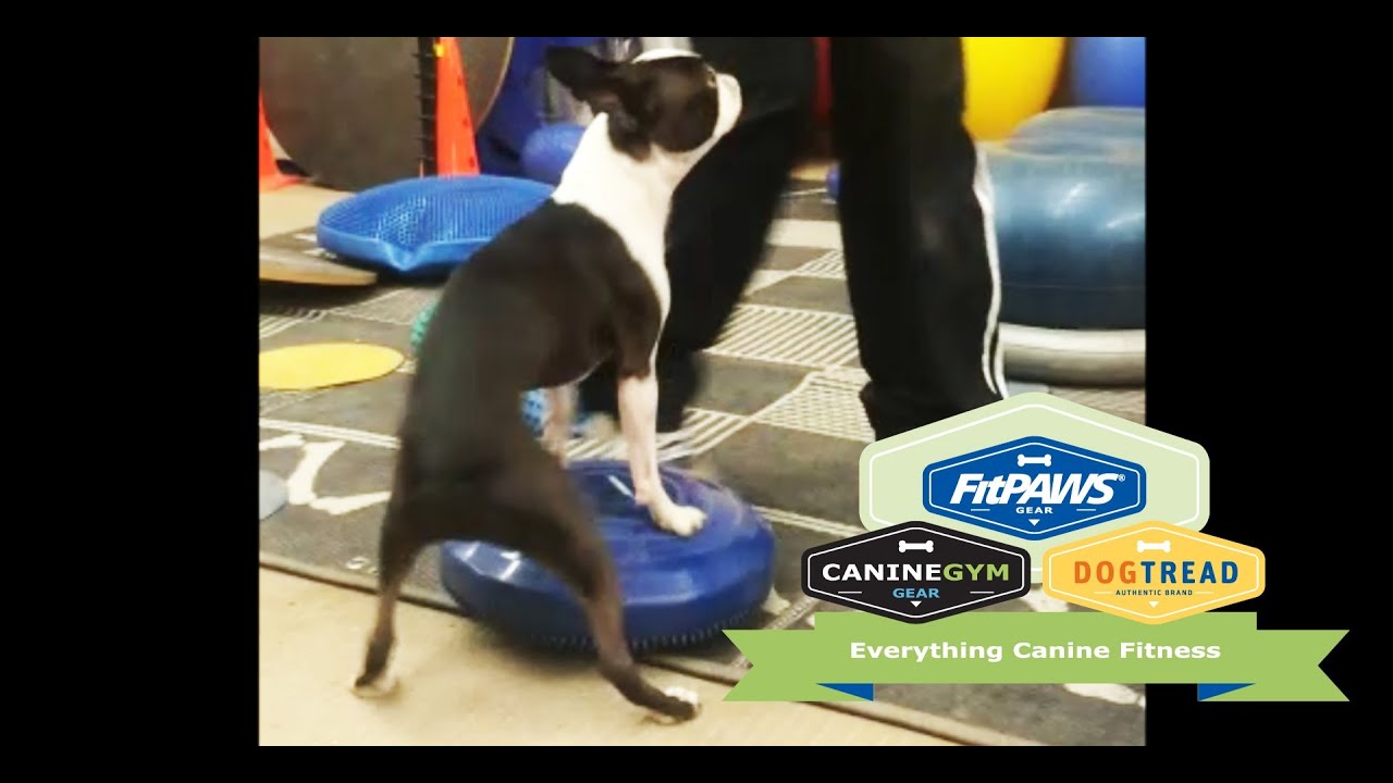 FitPAWS&reg; Balance Disc Pivot 360 Dog Exercise