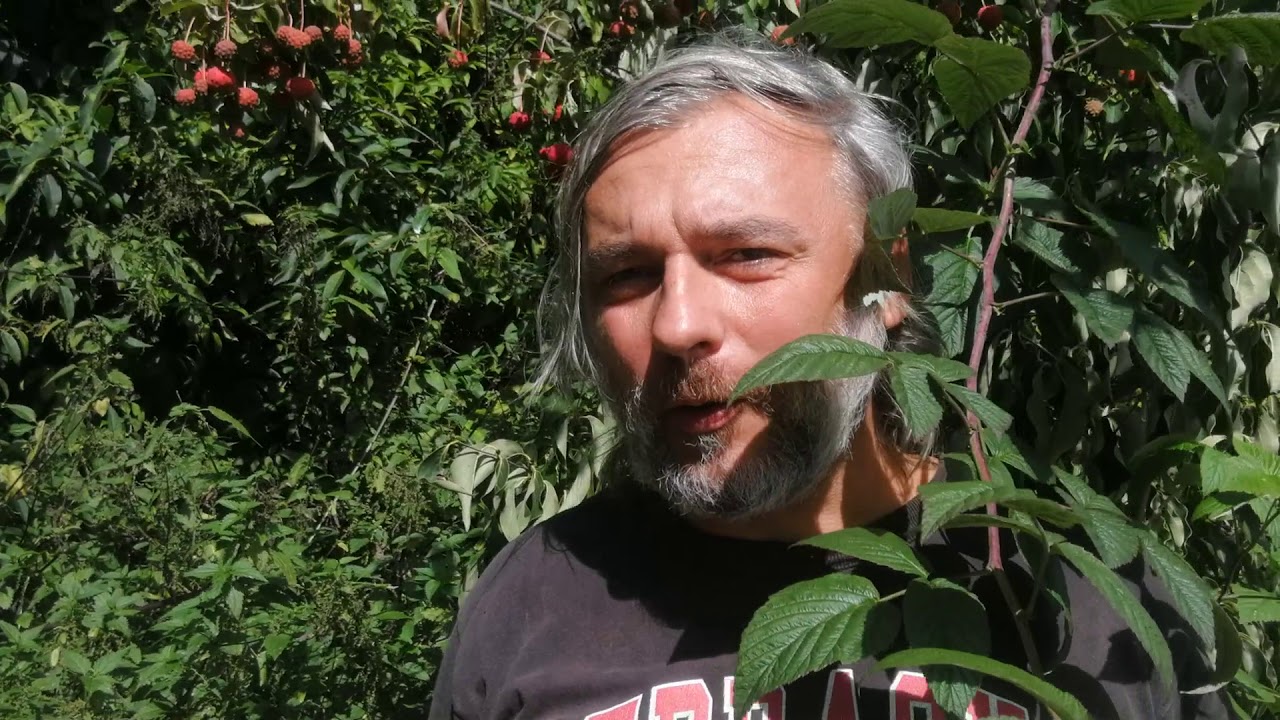 Dereń kousa, niezawodny krzew owocowy na ocieplenie klimatu