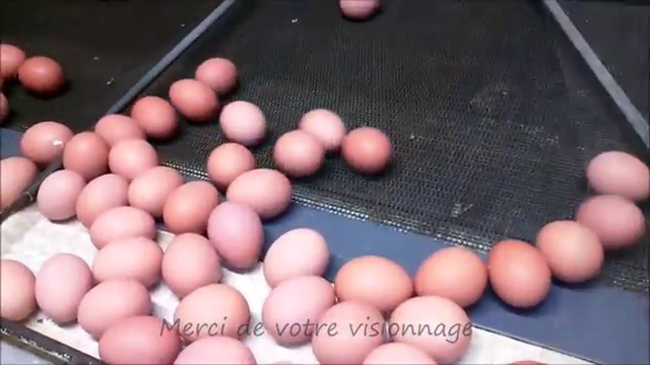 calibrage des oeufs - Ferme BERNARD