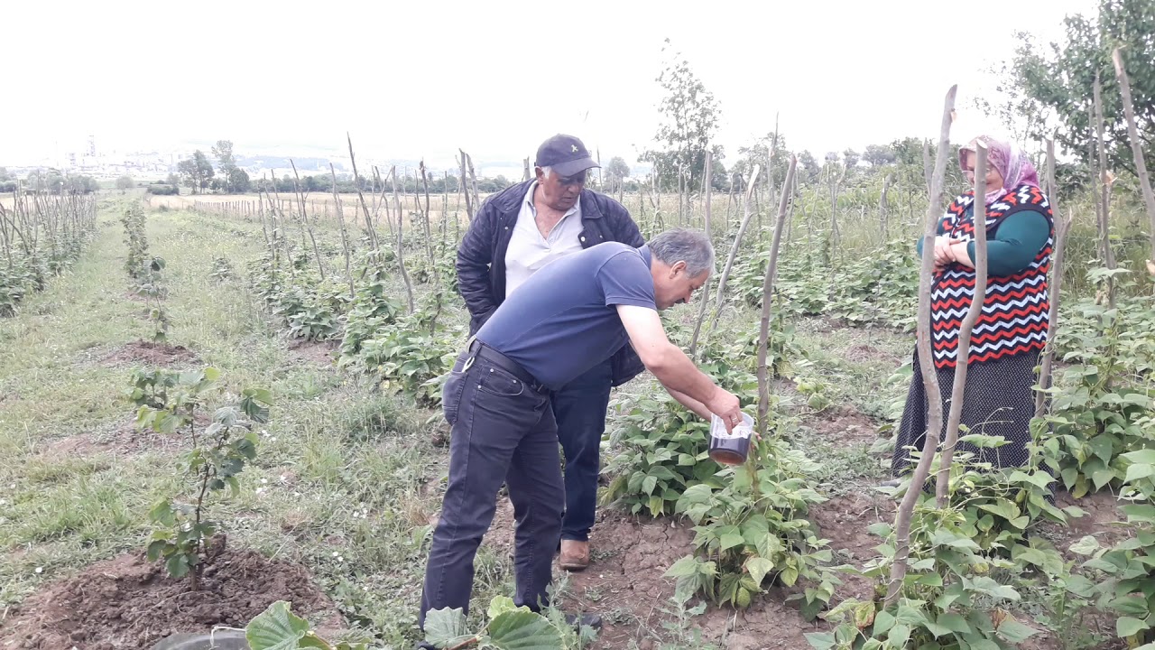 Kaliteli hızlı Fındık nasıl yetiştirilir Aysa organik 0543 445 12 55