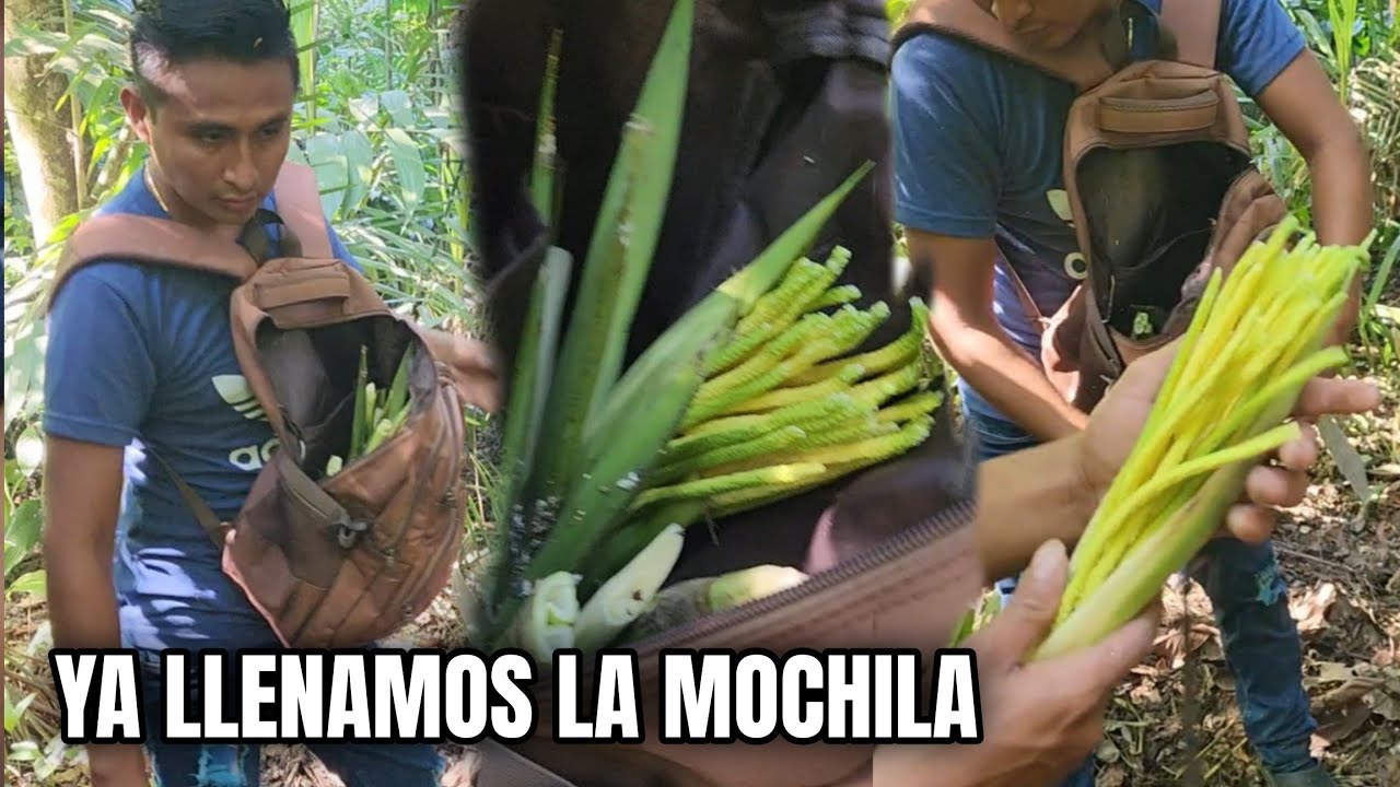 Sorprendente Cuanta Cantidad De Pacayas Encontramos En Este Lugar