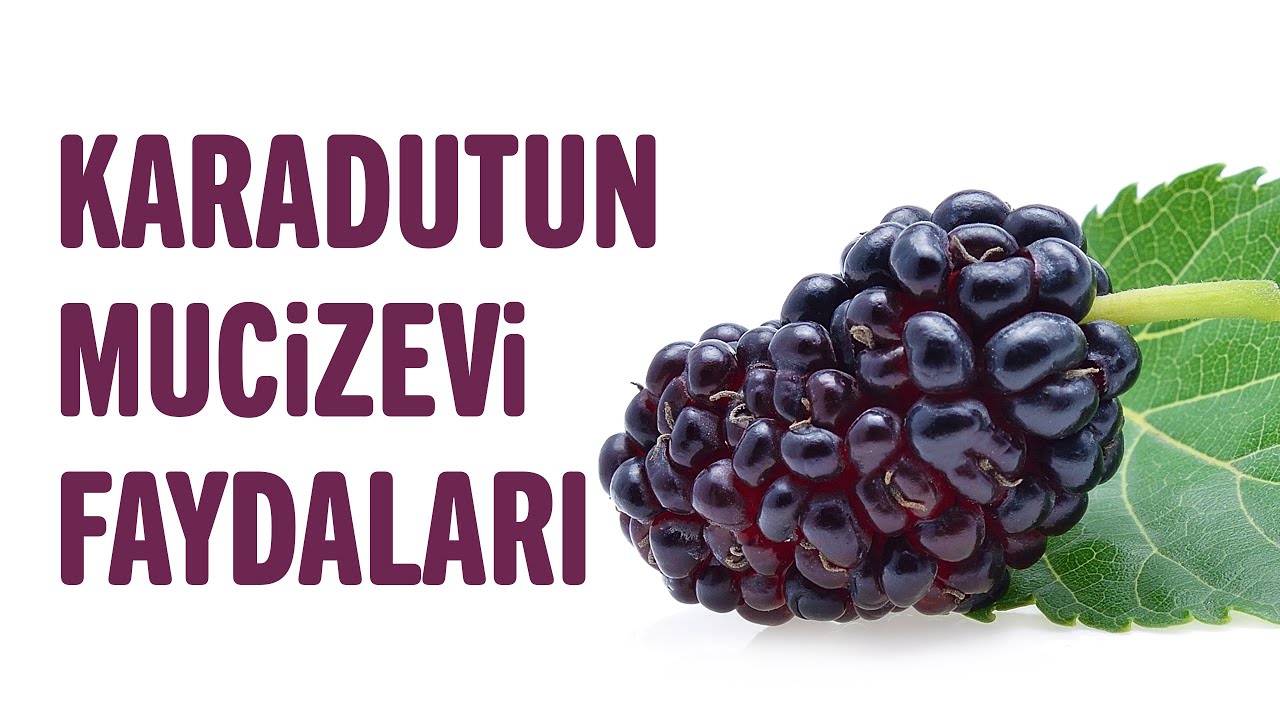 Karadutun 6 Faydası, Karadut Nelere İyi Gelir? | Sağlıklı Yaşam Sırları