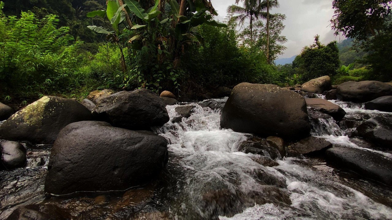 Relaxing River Sounds for Deep Sleep | Calm Forest Water Ambience