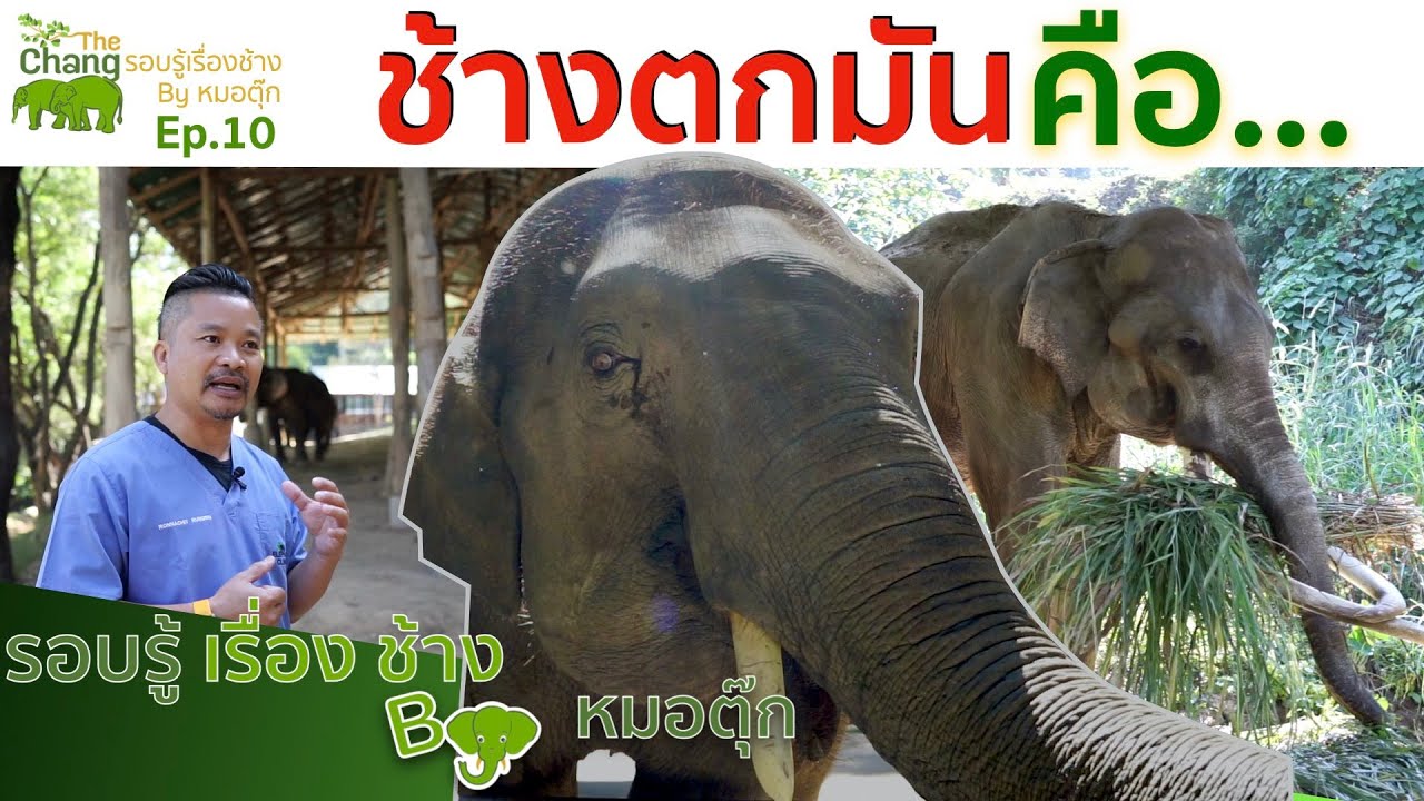 รอบรู้เรื่องช้าง By หมอตุ๊ก EP.10 ช้างตกมันคืออะไรไม่น่ากลัวอย่างที่คิด | TheChangChannel