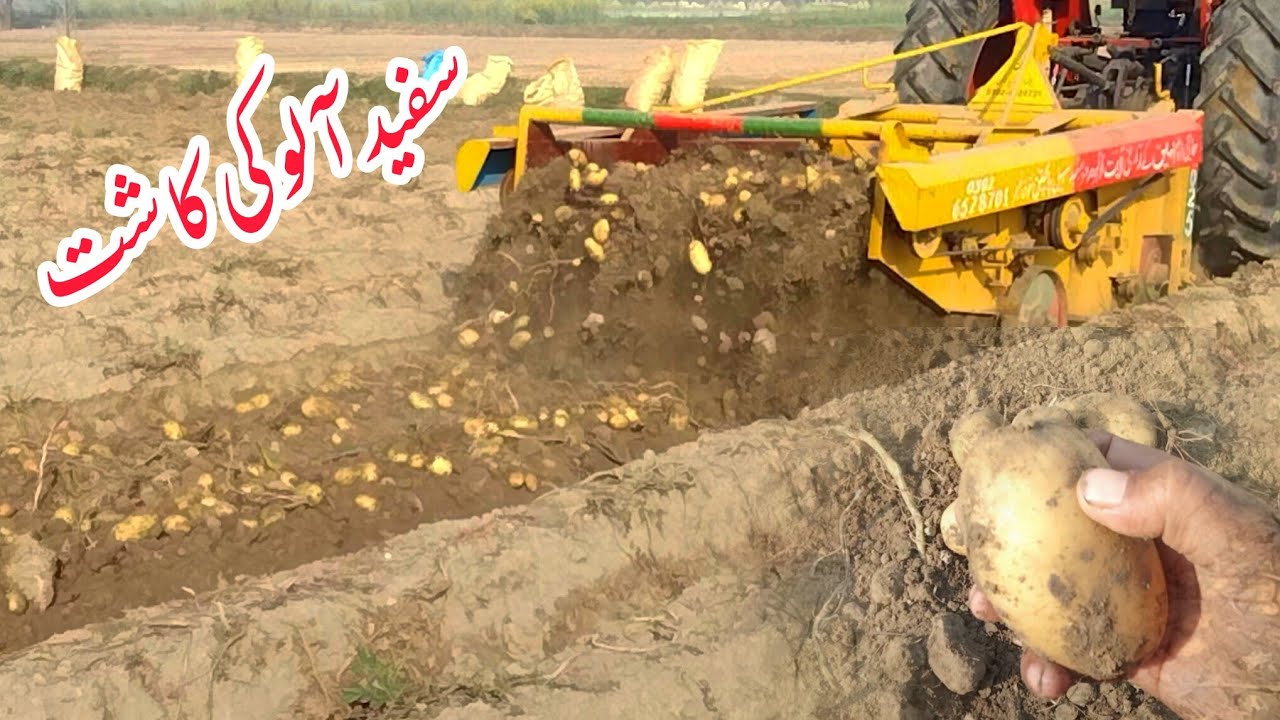 Cultivation of white potato اج الو کی کاشت ہورہی ہے Village Nature 360
