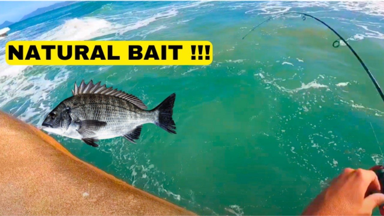 The biggest sea bass I've ever caught in Brazil! / RECORD DE ROBALO PEVA - Florianópolis SC