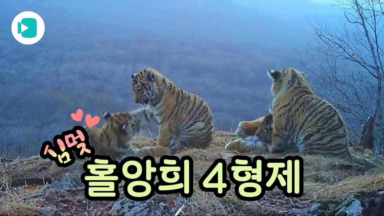★새끼 시베리아 호랑이 4마리 포착★ 귀염 어쩔 ㅜㅜ /비디오머그