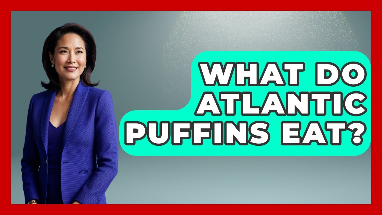 What Do Atlantic Puffins Eat? - The Marine Life Explorer