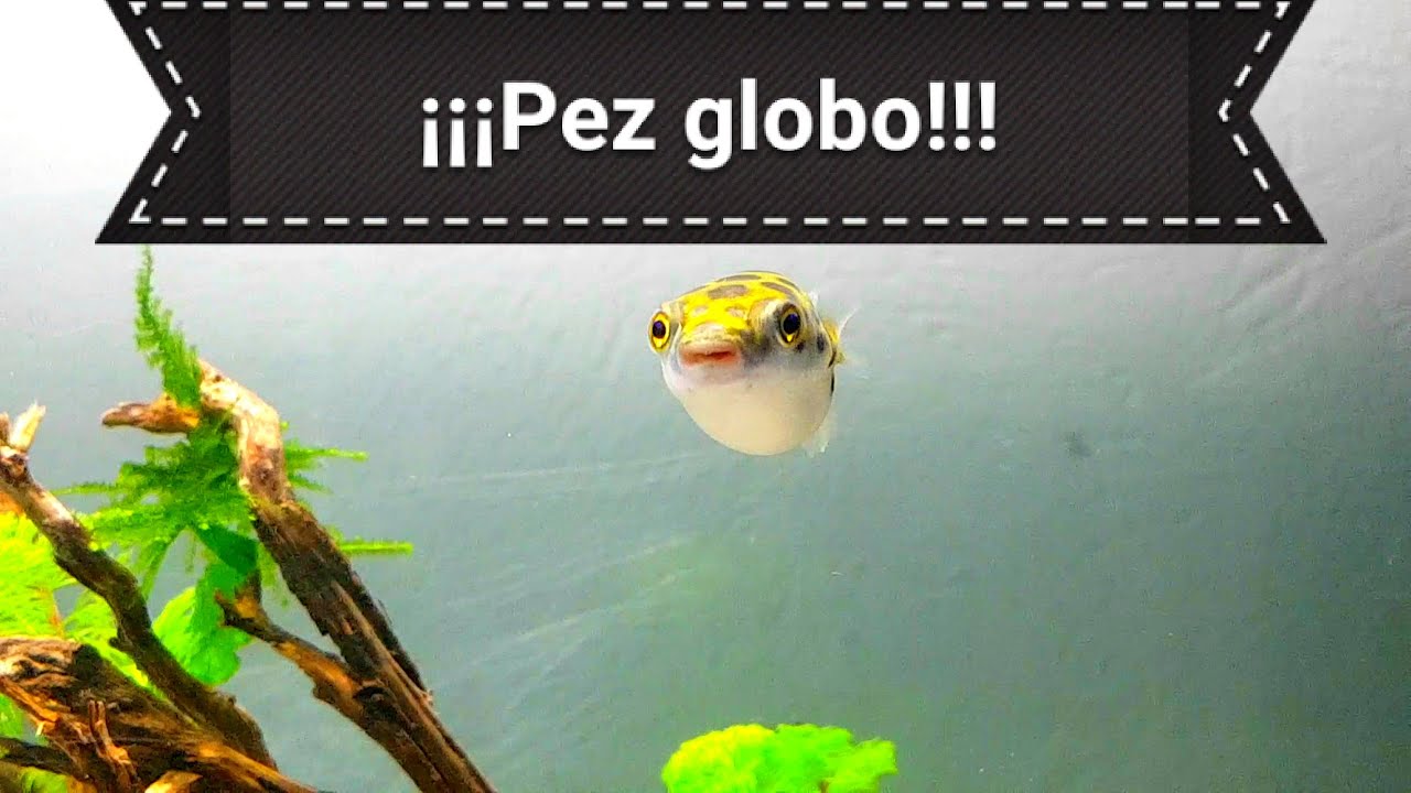Pez globo / Tetraodon nigroviridis / Acuarios 4k