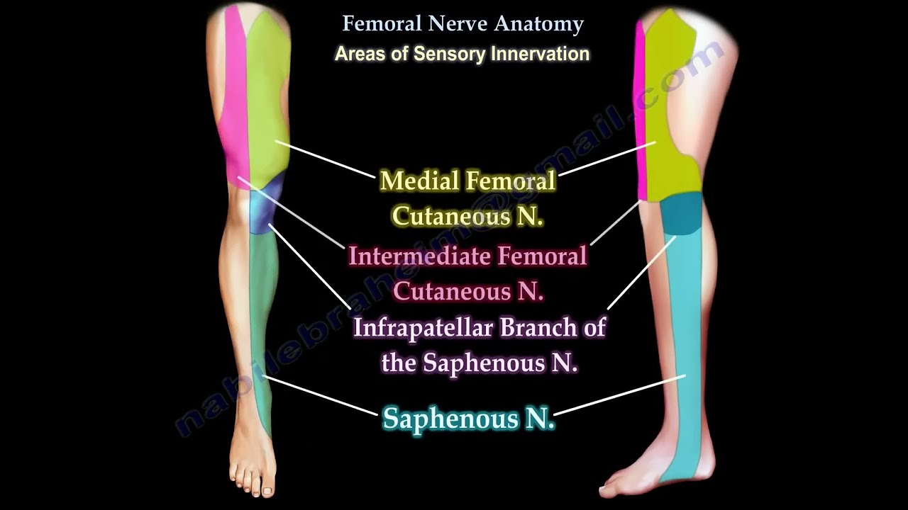 Femoral Nerve Anatomy - Femoral nerve injury.
