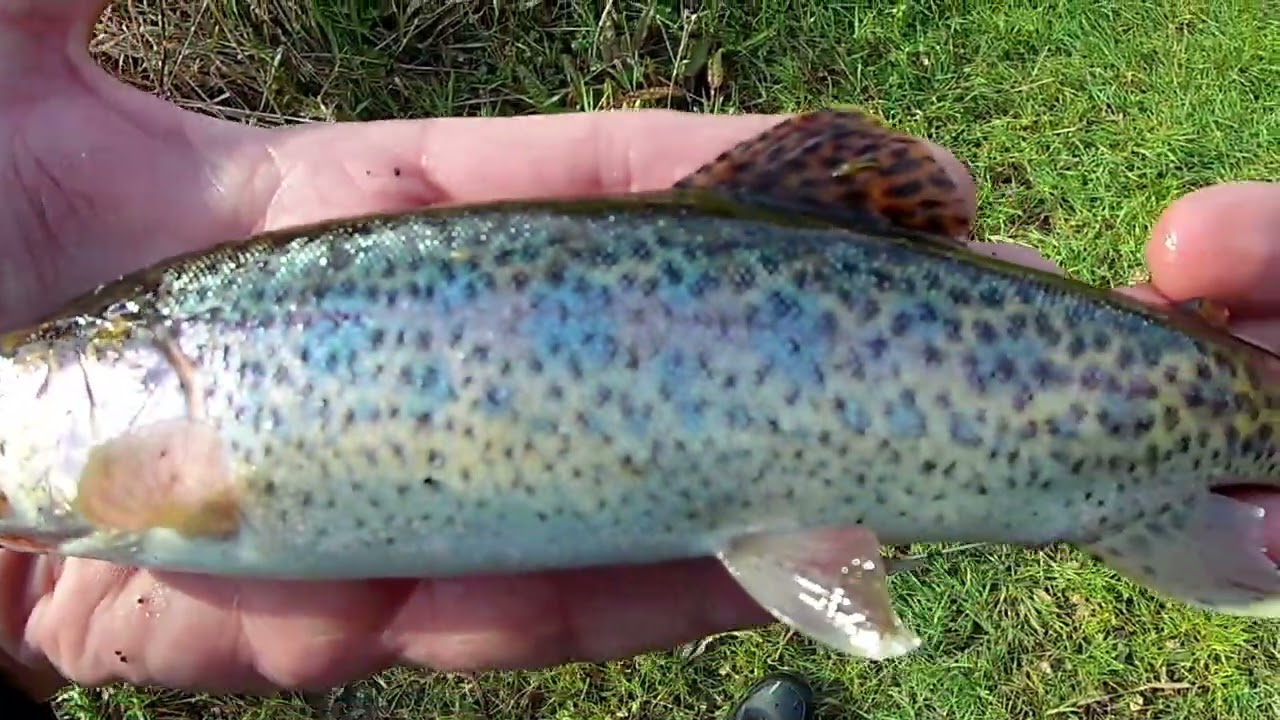 SPIN and FLY Fishing for Wild Trout...Northern California