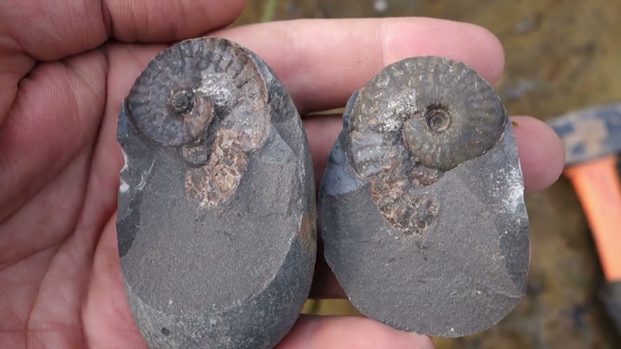 5am fossil hunting at Ravenscar