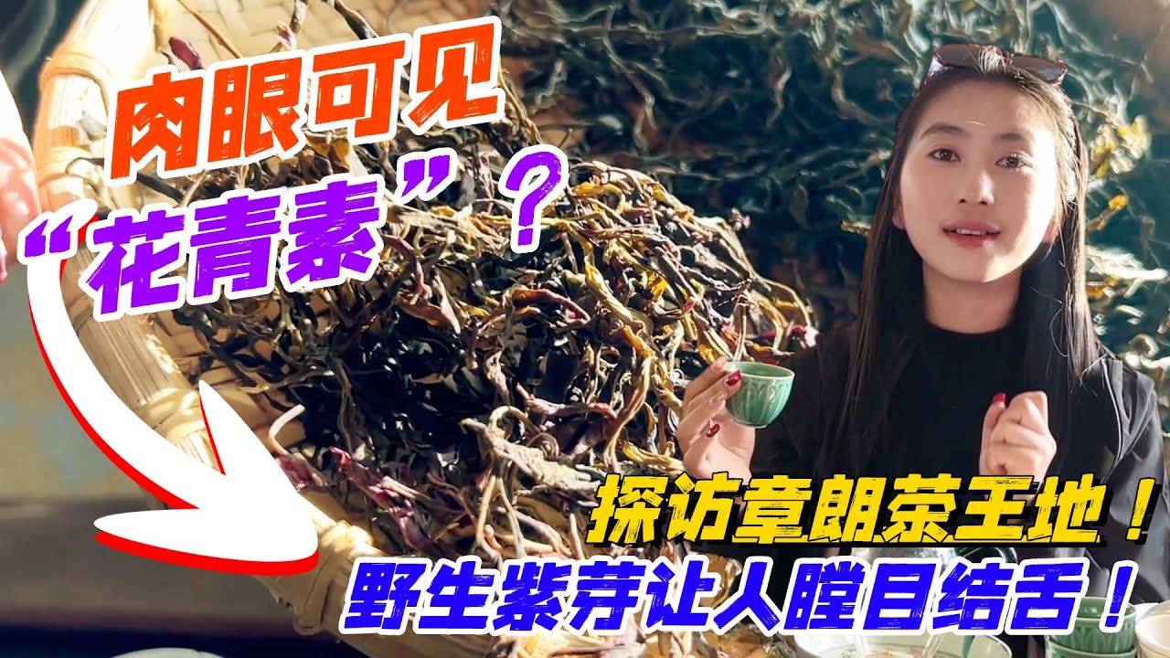 肉眼可見“花青素”？探訪章朗茶王地！野生紫芽讓人瞠目結舌！購普洱茶請加微信WeChat或Line：QLDC2003#茶 #茶叶 #普洱茶 #古树茶#老班章 #tea #喝茶 #茶葉 #古樹茶
