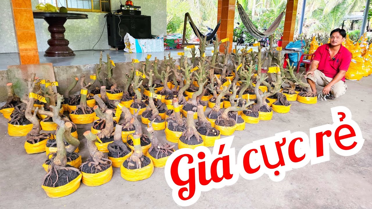 Em Vinh 📲 0964704051 xả hàng mai Giảo Thủ Đức đế đẹp giá rẻ 10/3 Chợ Gạo (@MaivàngQuêdừa)