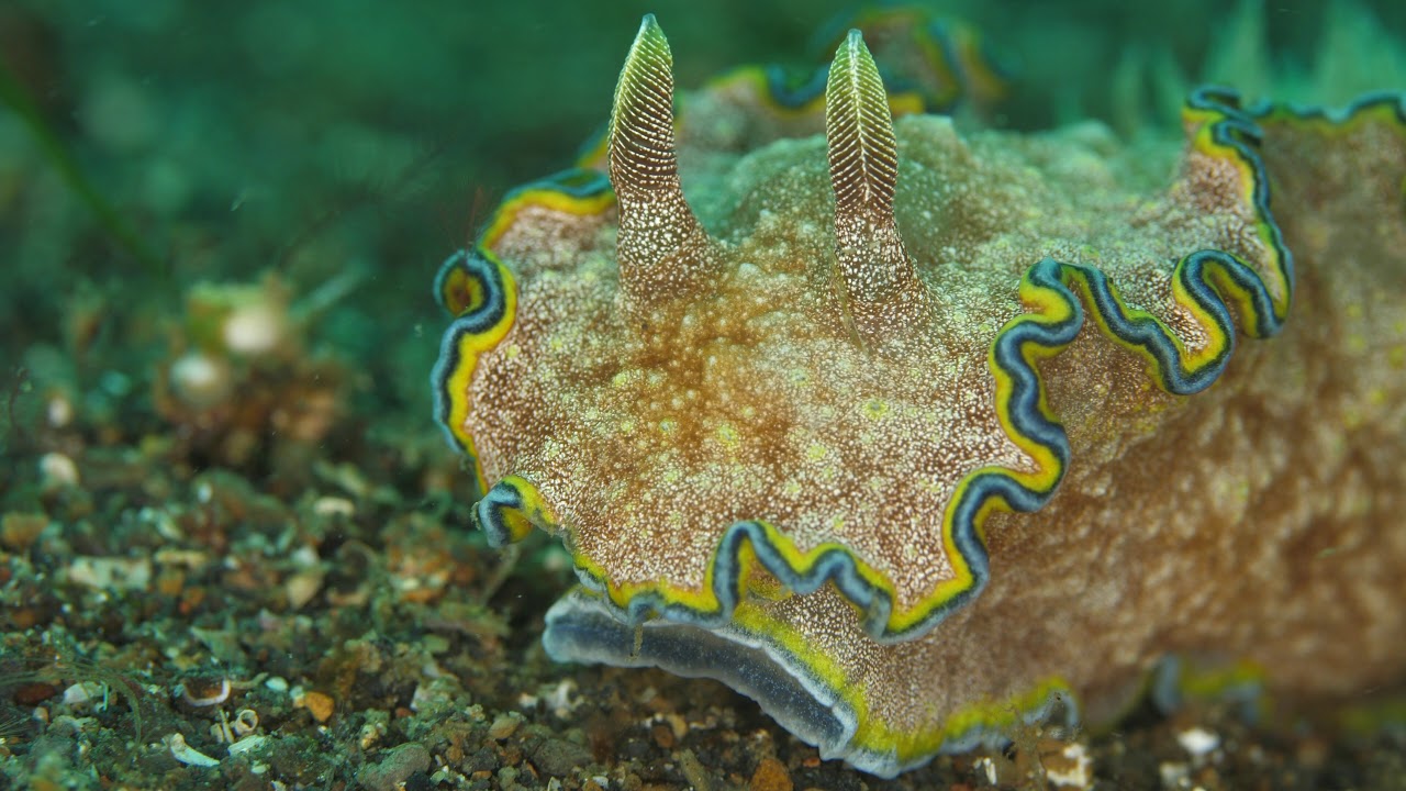 Diving Lembeh Strait  2019