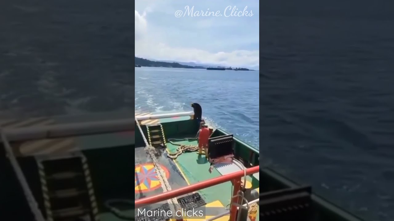 Tug Rope Effect | Two man injured | Accident took place when towing Barge