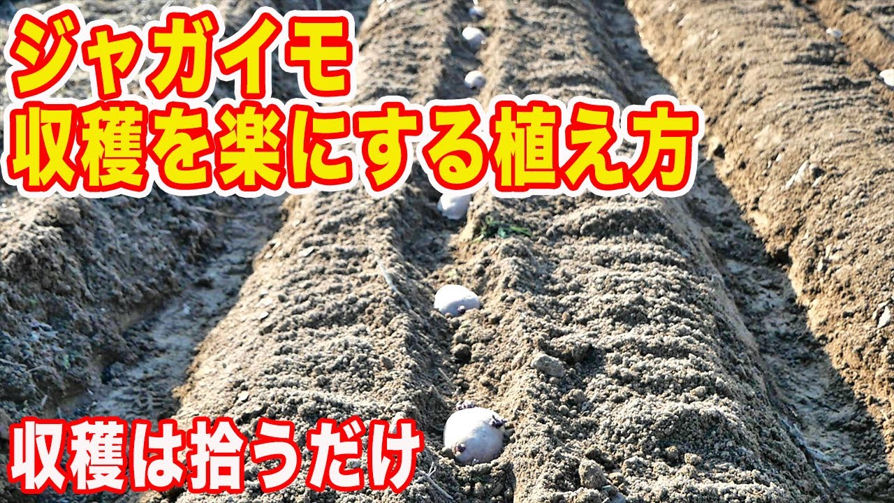 ジャガイモの収穫を楽にする植え方　超浅植え！メリット・デメリットも紹介