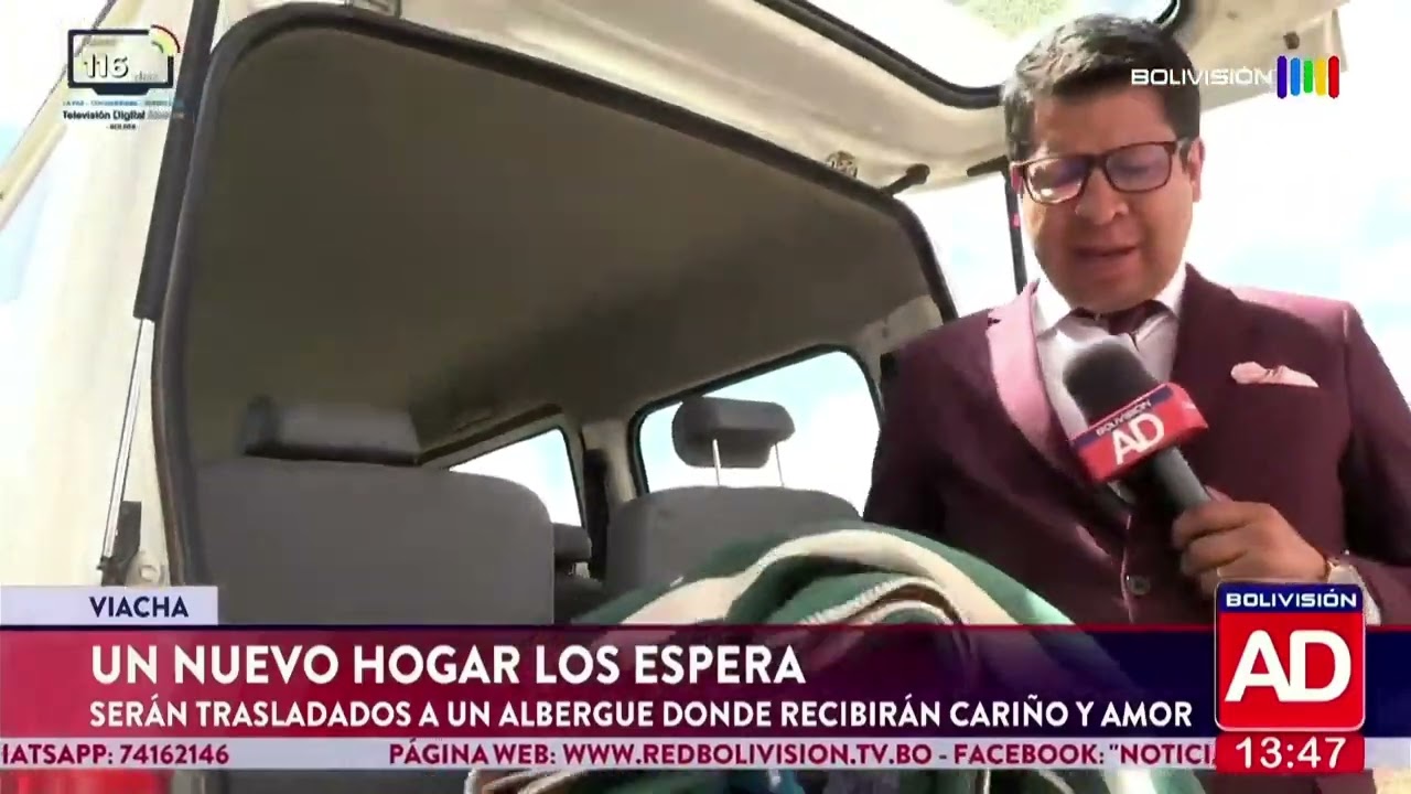 Del sufrimiento a una segunda oportunidad: perritos buscan un hogar