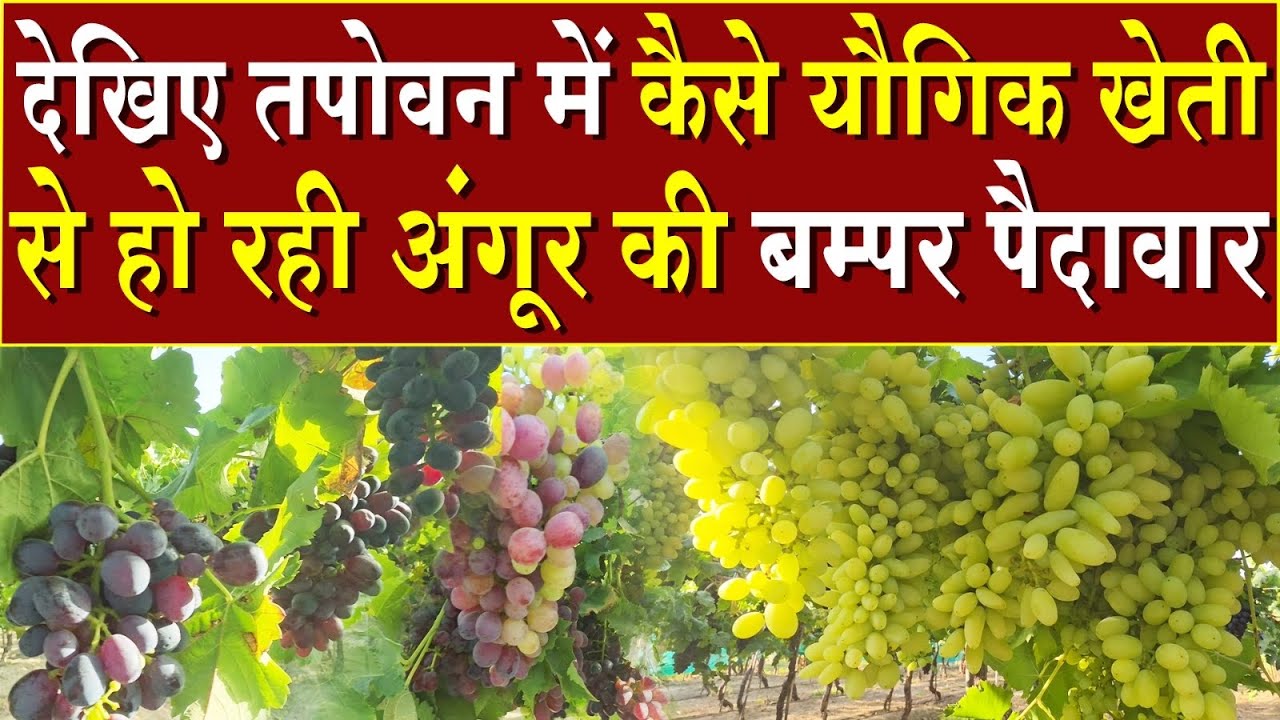 देखिए तपोवन में कैसे यौगिक खेती से हो रही अंगूर की बंपर पैदावार | Brahma Kumaris | Madhuban News 
