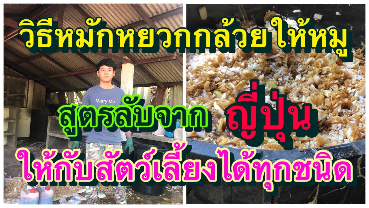 วิธี หมักหยวกกล้วย ให้หมูและไก่ หรือ สัตว์เลี้ยงทุกชนิด กิน