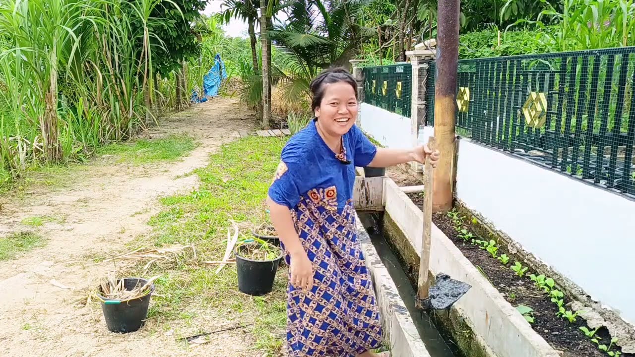 Kita manfaatkan rumput kering dan juga tanah di dalam got untuk media tanaman kita
