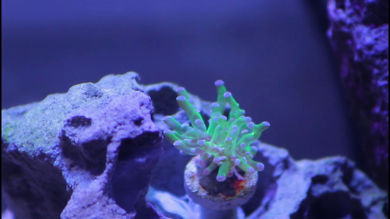Frogspawn Coral Frag Week 1