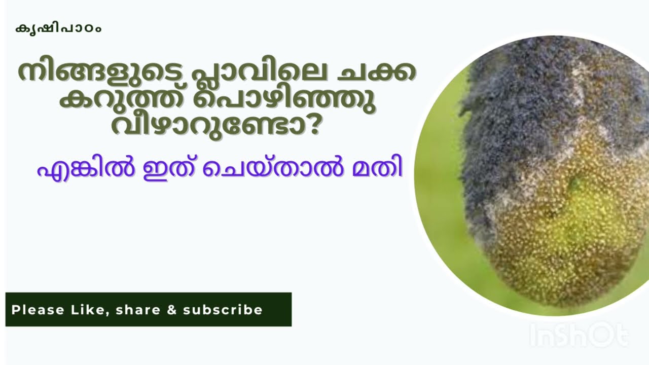 ചക്ക കറുത്ത് പൊഴിയുന്നുണ്ടോ? (fruit rot/fruit fall in jackfruit tree)