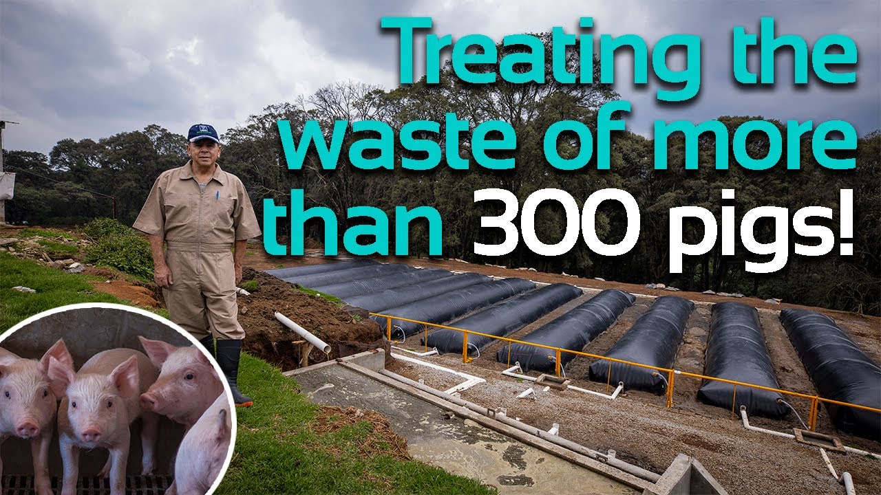 Biogas for pig farms | Sistema.bio biodigesters