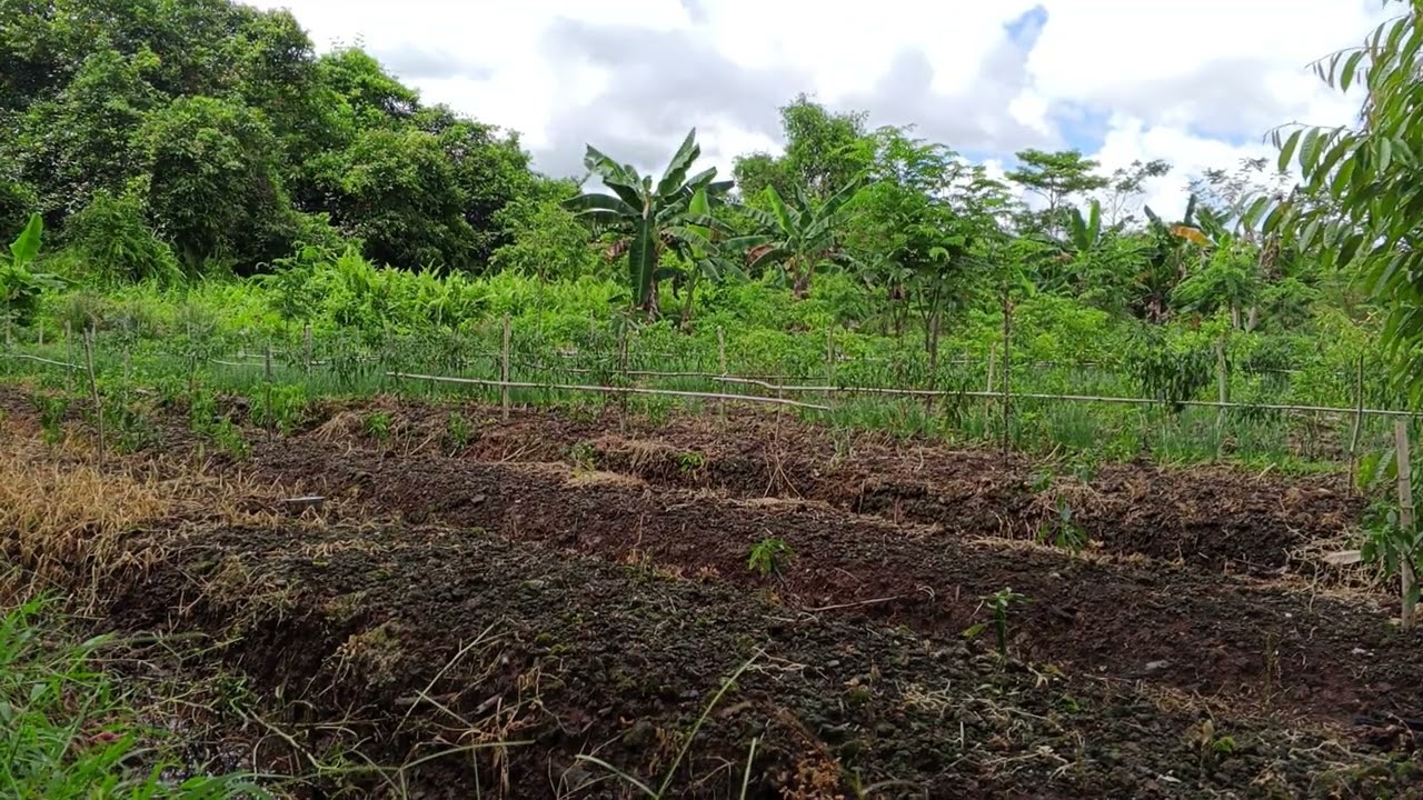 TANAM KEDELAI DAN KACANG TANAH