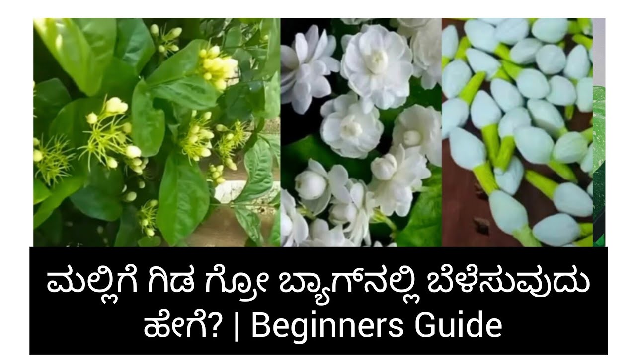 ಮಲ್ಲಿಗೆ ಗಿಡ ಗ್ರೋ ಬ್ಯಾಗ್‌ನಲ್ಲಿ ಬೆಳೆಸುವುದು ಹೇಗೆ? | Beginners Guide daily kannadavlogs