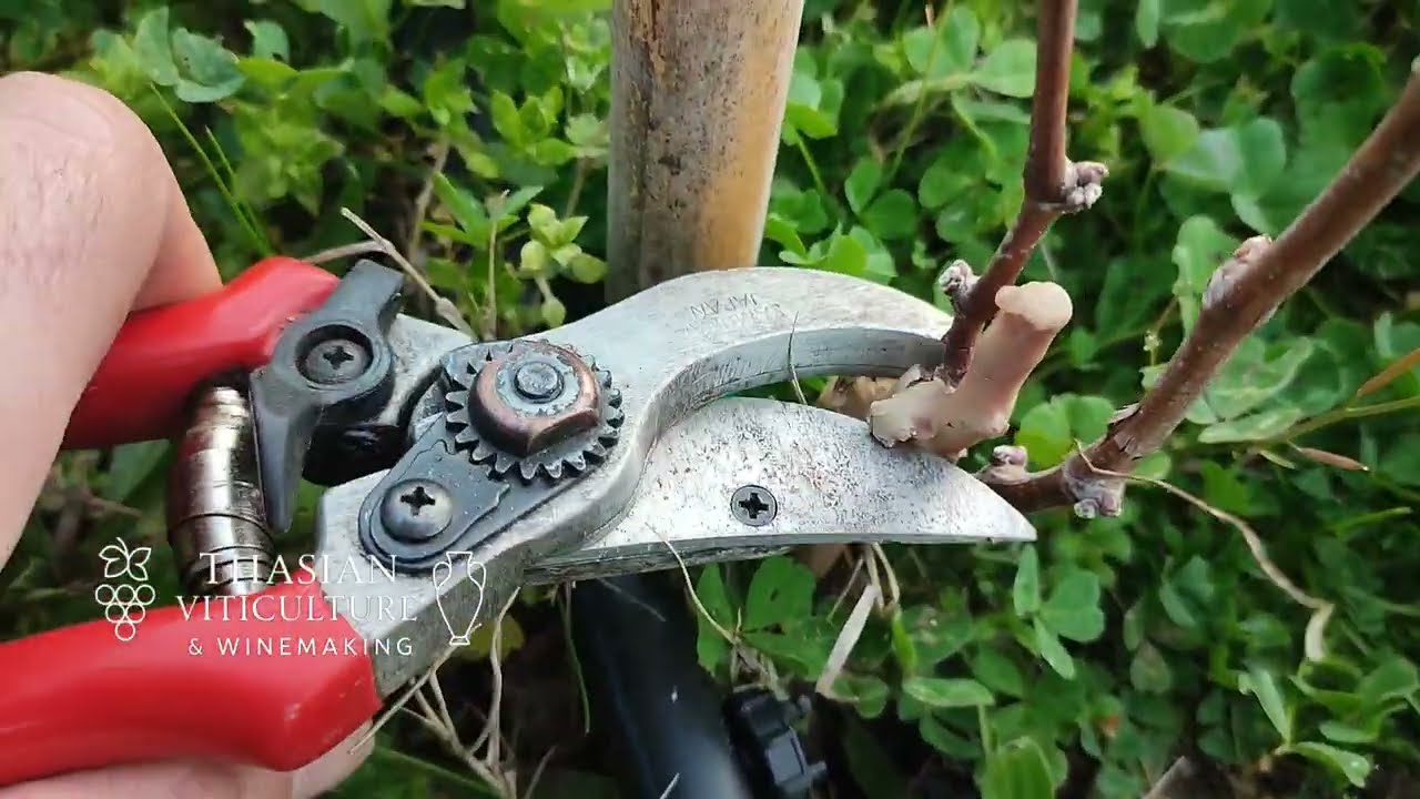 Κλάδεμα αμπελιού πρώτης χρονιάς 