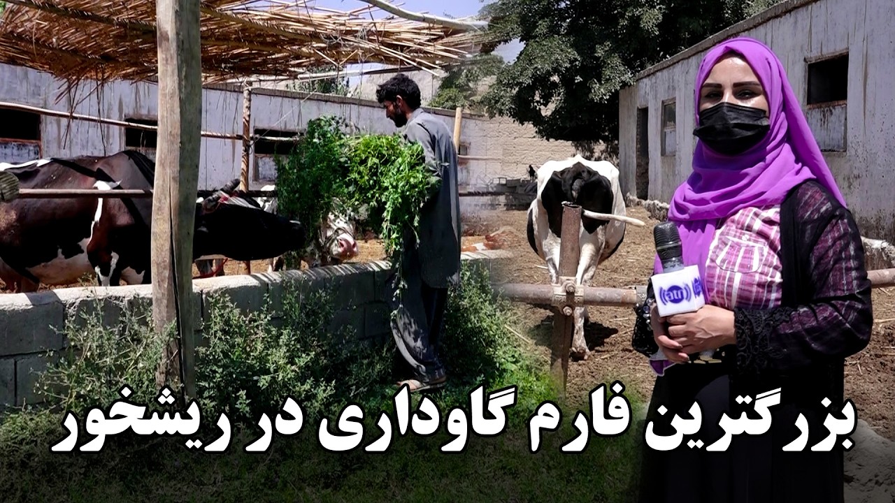 The largest cattle farm in Rishkhor Freshta Azimi Reports / بزرگترین فارم گاوداری در ریشخور