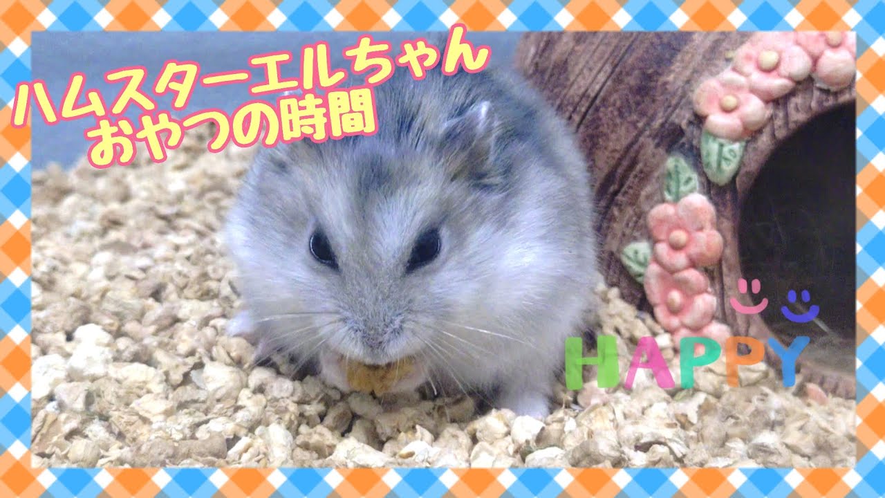 【エルちゃんのおやつ時間】#ハムスター #ジャンガリアン 