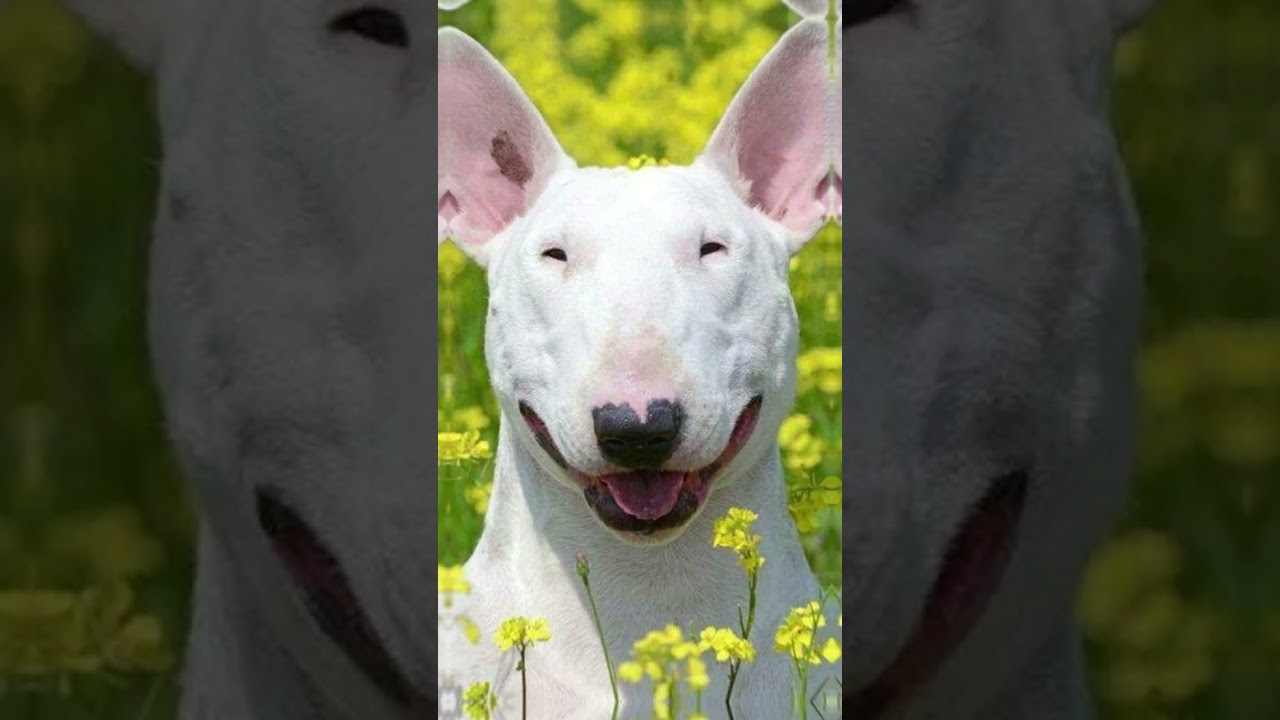 Cute dog stickers #shortvideo #shorts #dogvideos #doglove #pets #doglife #stickers #stickerfun #meme