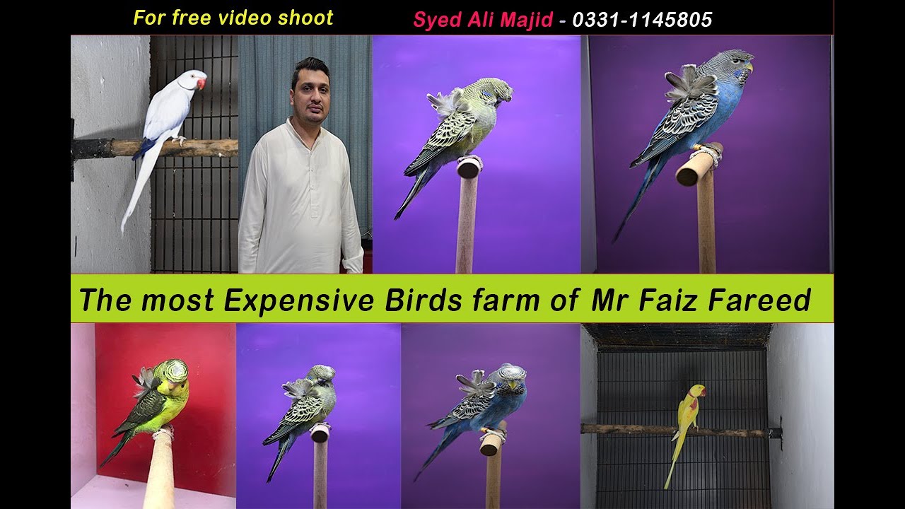 Visited Faiz Fareed birds farm| by Pakistan360