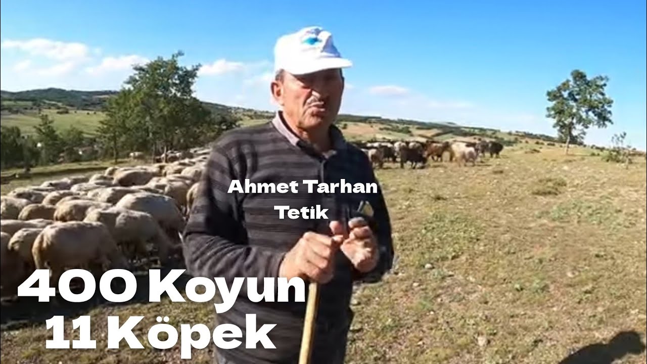 Çan Sesi Dağları İnletiyor - 400 Tane Küçükbaş hayvana Tek Başına Bakıyor #hayvancılık #çiftlik
