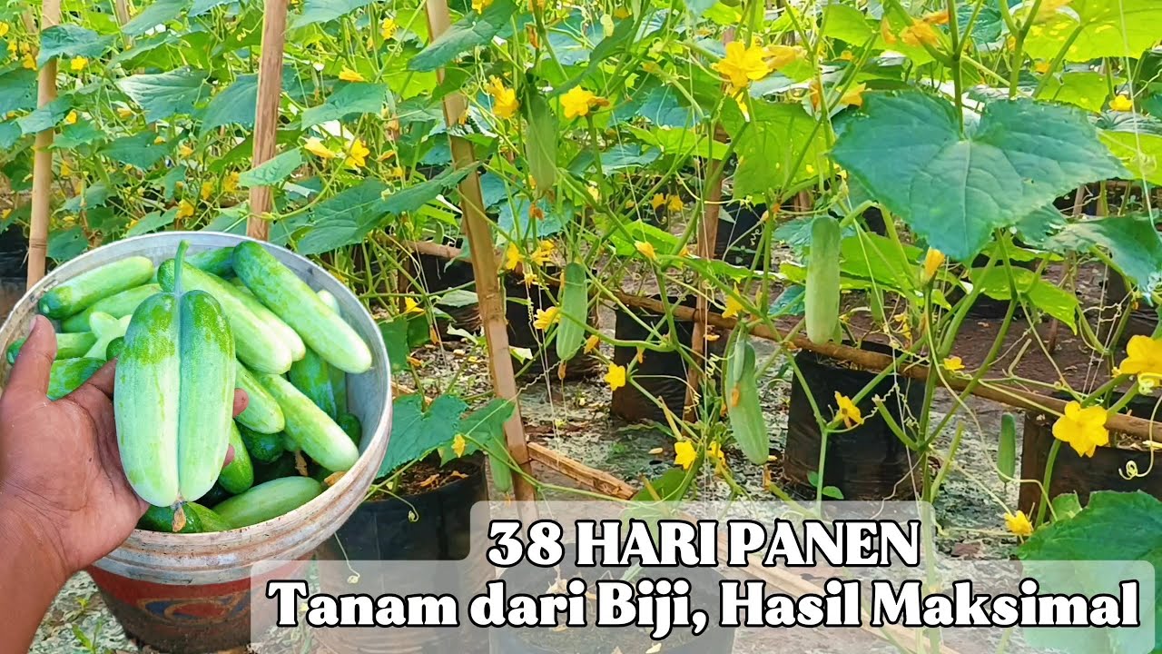 Cucumber Gardening in Polybags – From Seeds to Heavy Harvest