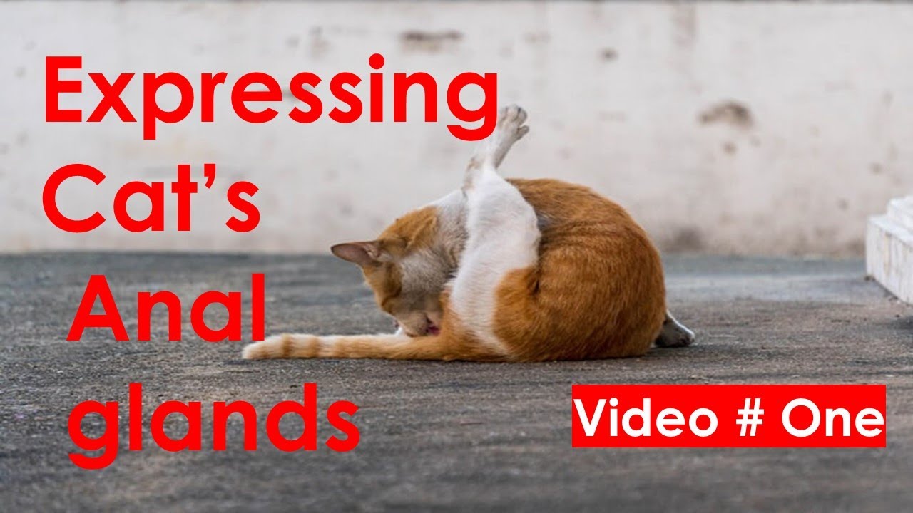 How to express cats' anal glands or sacs [Video # One]