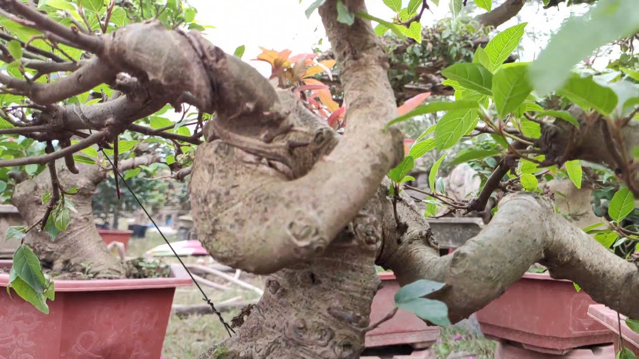 CHỢ TẾT  VIỆT NAM
