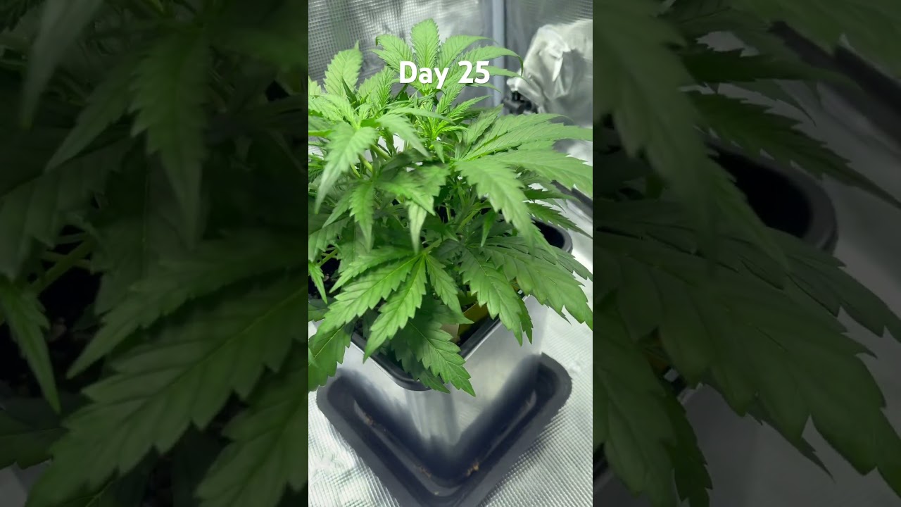 Day 25 Weed Grow - Sweet Tai Photo #shorts #grow #trending