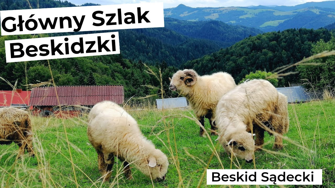 Główny Szlak Beskidzki - Beskid Sądecki (Krynica Zdrój - Krościenko)