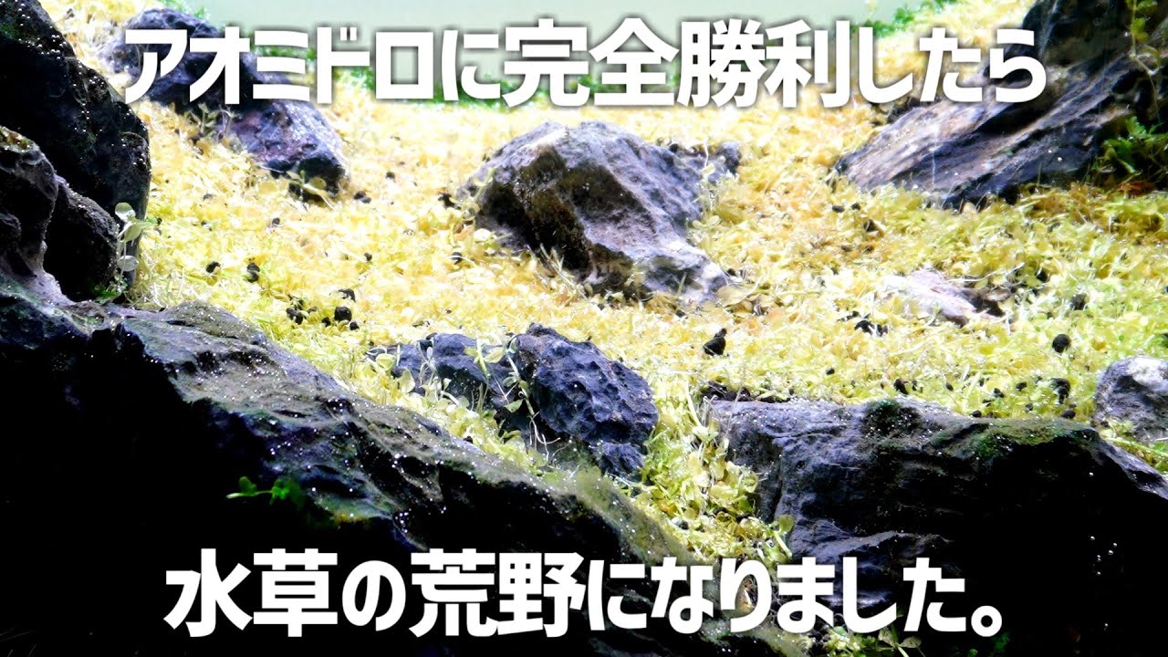 コケに侵され水草が溶けた水槽をパワーでねじ伏せる。#312【アクアリウム】