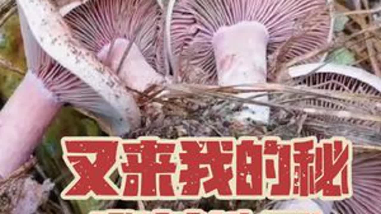 又是爆篮的一天！根本吃不完！#捡菌子 #捡菌子的乐趣 #捡菌子的快乐 #捡菌子的乐趣来了 #乌枞菌